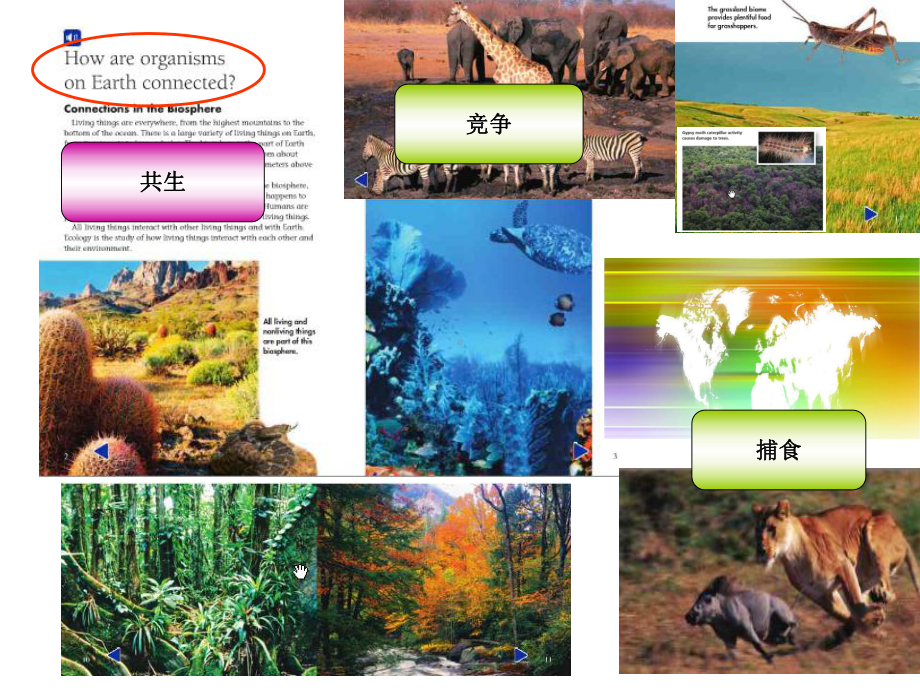 生物共生关系课件.ppt_第2页