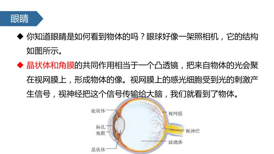 人教版物理八年级（上学期）5.4眼睛和眼镜课件.pptx_第3页