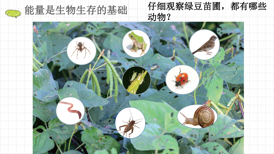 教科版五年级下册科学食物链和食物网课件.pptx_第2页