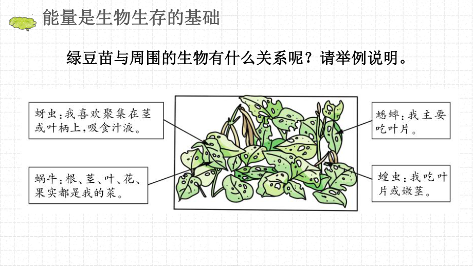 教科版五年级下册科学食物链和食物网课件.pptx_第3页