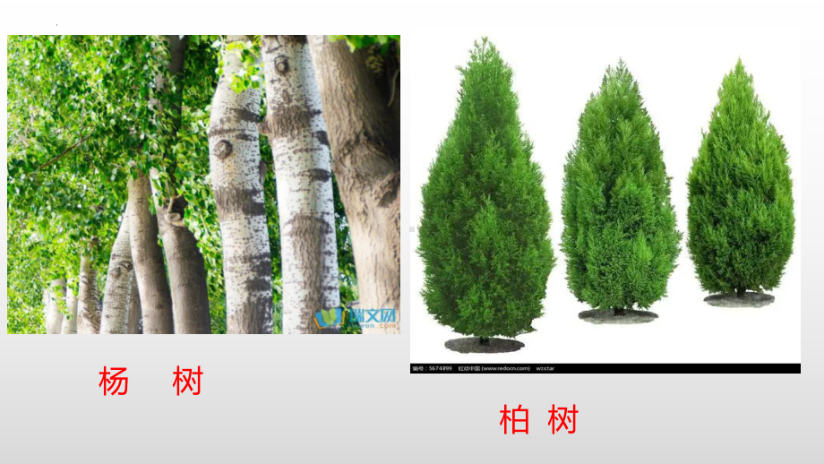 4.身边的植物（ppt课件）-2022新冀人版一年级上册《科学》.pptx_第3页