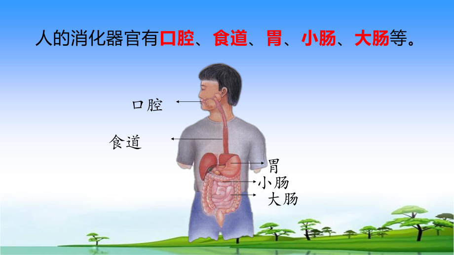 16.食物到哪里去了（ ppt课件）-2022新青岛版（五四制）四年级上册《科学》.pptx_第3页