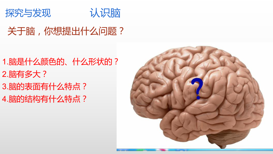 6.人体的司令部（ppt课件）-2022新冀人版五年级上册《科学》.pptx_第3页