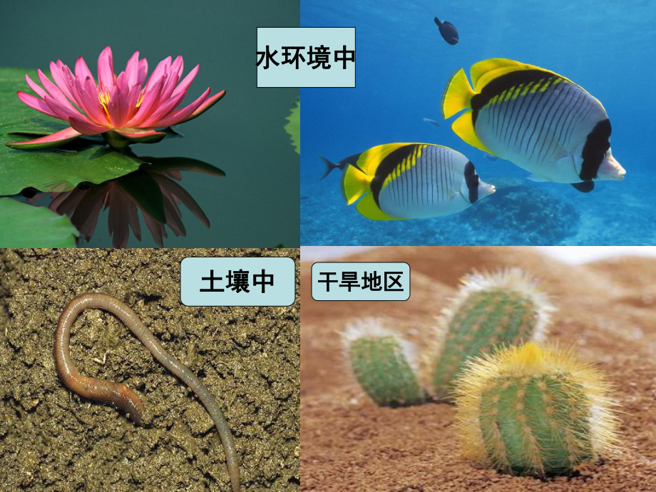 (北师大版)八年级生物下册第23章第一节生物的生存依赖一定的环境课件.ppt_第2页