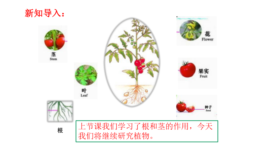 (新教材)大象版三年级下册科学 34 开放的花朵 教学课件.pptx_第3页