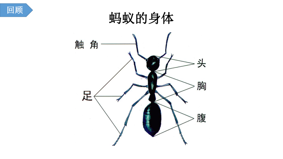 1.2鱼 ppt课件-2022新青岛版（六三制）四年级上册《科学》.pptx_第1页