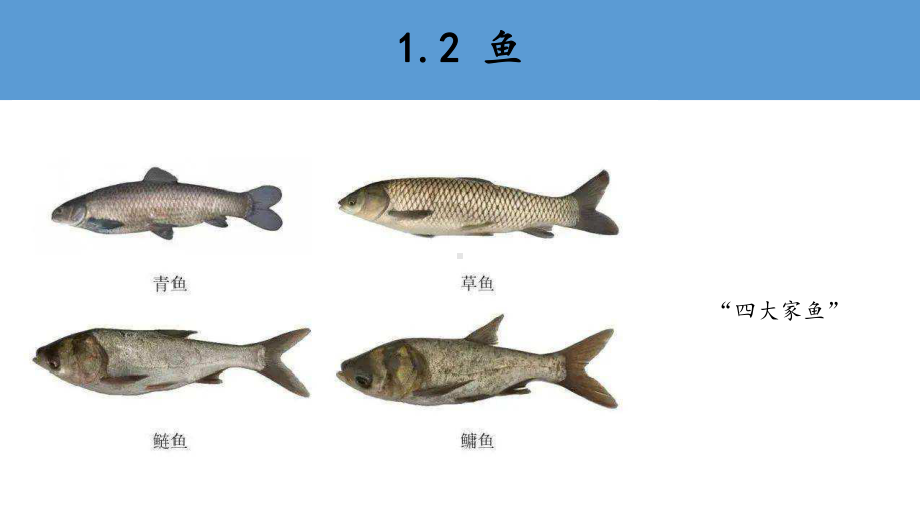 1.2鱼 ppt课件-2022新青岛版（六三制）四年级上册《科学》.pptx_第2页