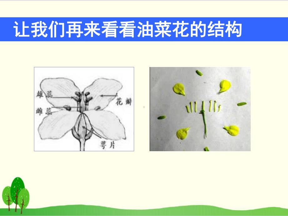 (教科版)小学科学《各种各样的花》完整版1课件.ppt_第3页