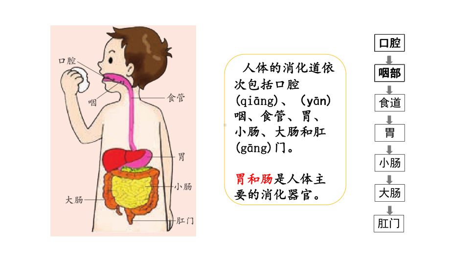 2.1我们的消化ppt课件-2022新湘教版四年级上册《科学》.pptx_第3页