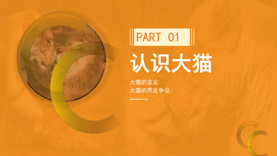 橙色学术风大型猫科动物知识培训PPT课件（带内容）.pptx_第3页