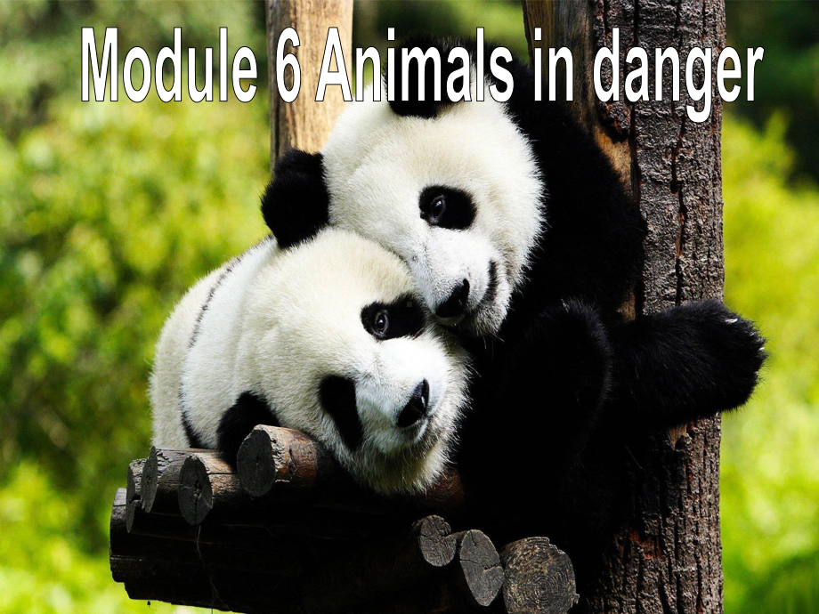 Module 6 Animals in danger Unit 3课件(外研版八年级上).ppt(课件中不含音视频素材)_第1页