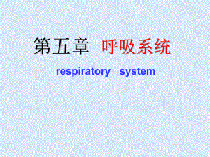 人体解剖学之呼吸系统课件.ppt