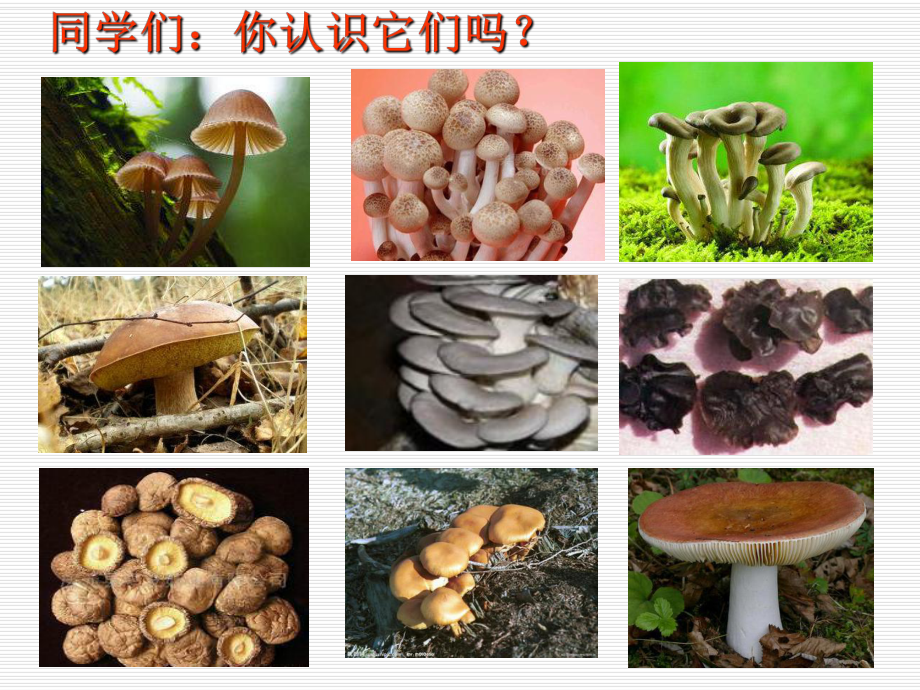 522 食用真菌课件1 (冀教版八年级上册).ppt_第3页