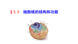 人教版新教材《细胞核的结构和功能》课件3.ppt