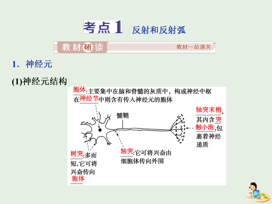 2020版高考生物新探究大一轮复习第26讲通过神经系统的调节课件.pptx_第3页