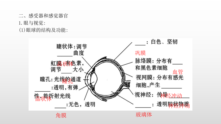 2020年中考生物复习 感觉器官和激素调节知识点总结训练课件.ppt_第3页