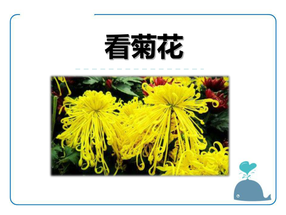 《看菊花》教学课件.pptx_第1页