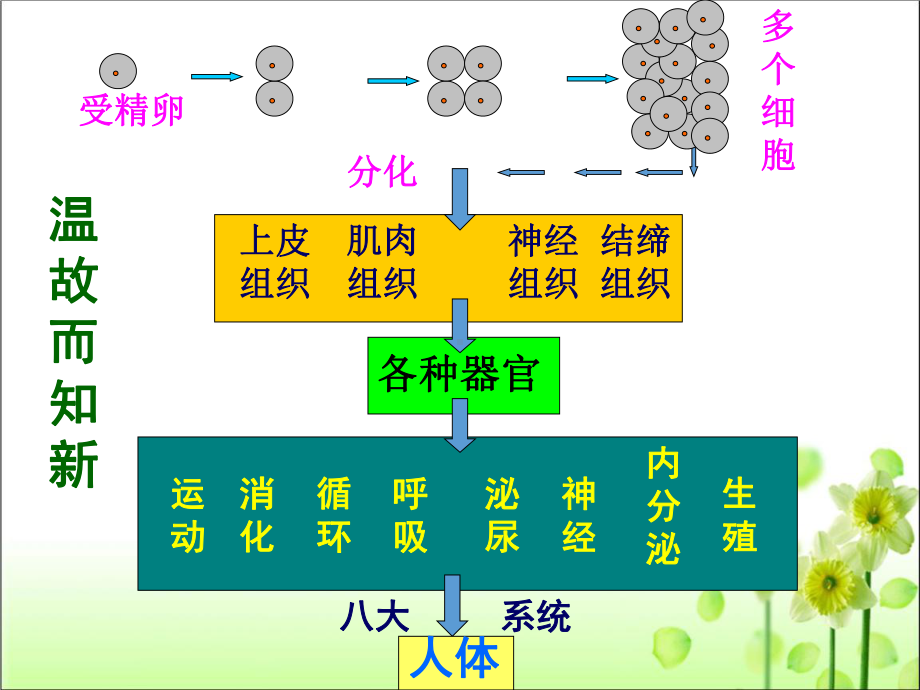 人教版七年级生物 上册 第二单元 第二章 第三节 植物体的结构层次课件.pptx_第2页