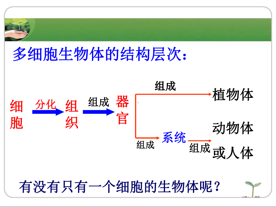 七年级生物学上册(冀少版)单细胞生物体课件.ppt_第3页