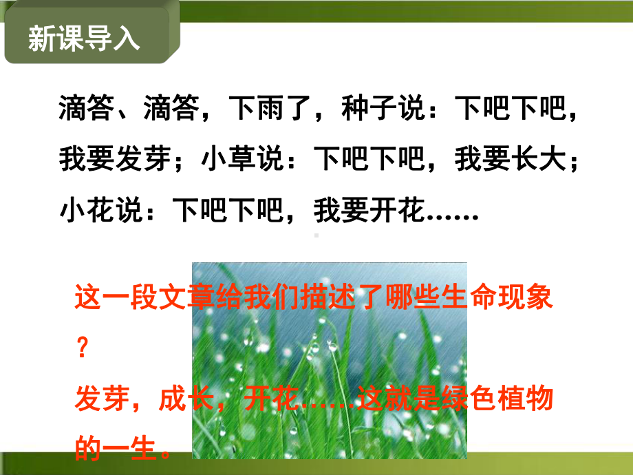 （人教教材）植株的生长教学1课件.ppt_第3页