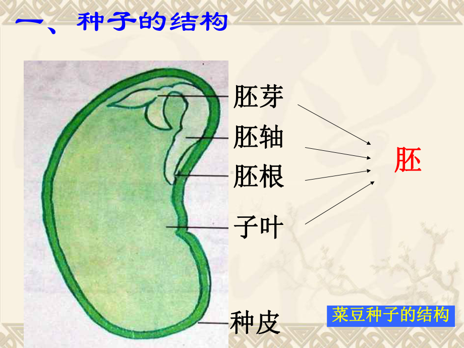 三年级科学下册 植物怎样度过一生 2课件 首师大版.ppt_第3页