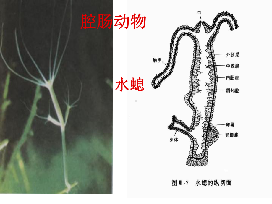 41 无脊椎动物的主要类群课件2(济南版七年级上).ppt_第3页