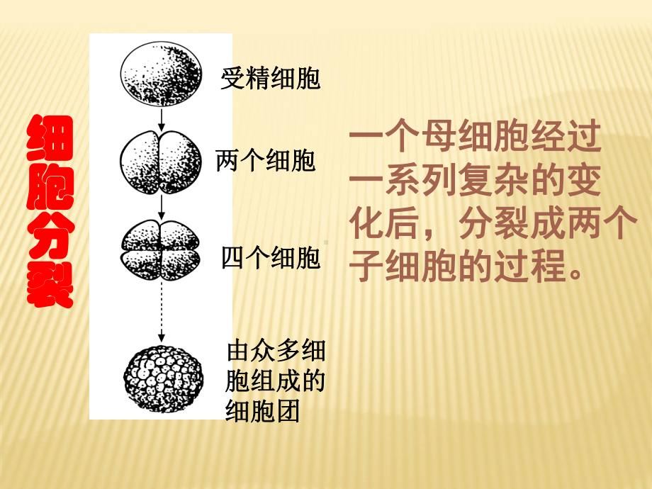 23 生物体的结构层次课件( 浙教版七年级上).ppt_第3页