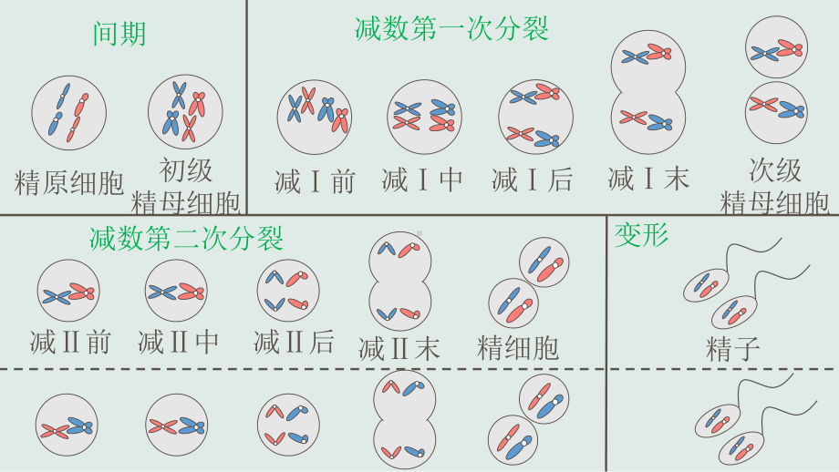 人教版生物新教材《减数分裂》完美版1课件.pptx_第3页