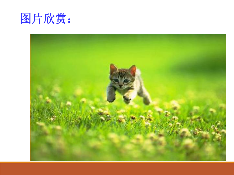 七年级上册语文猫课件.ppt_第2页