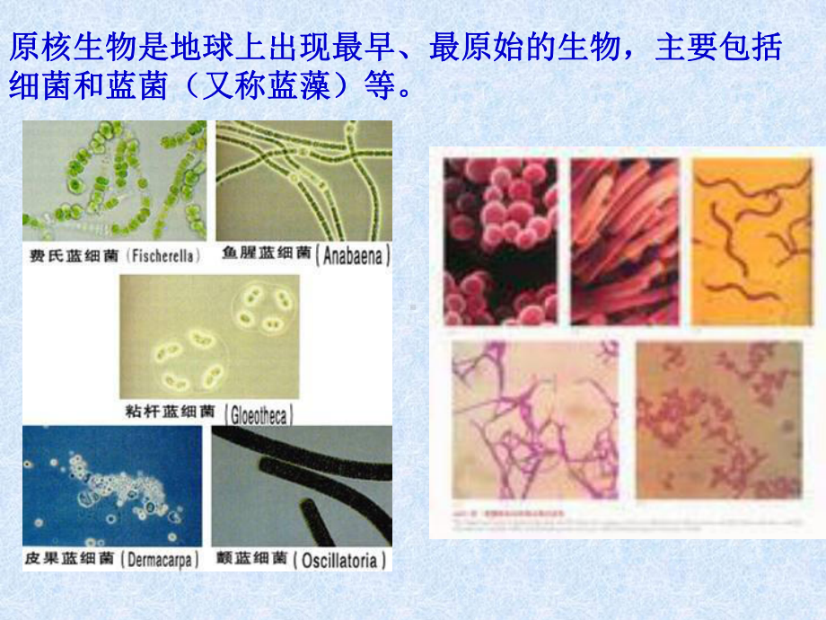 132 原核生物界课件1(北京课改版八年级下).ppt_第2页