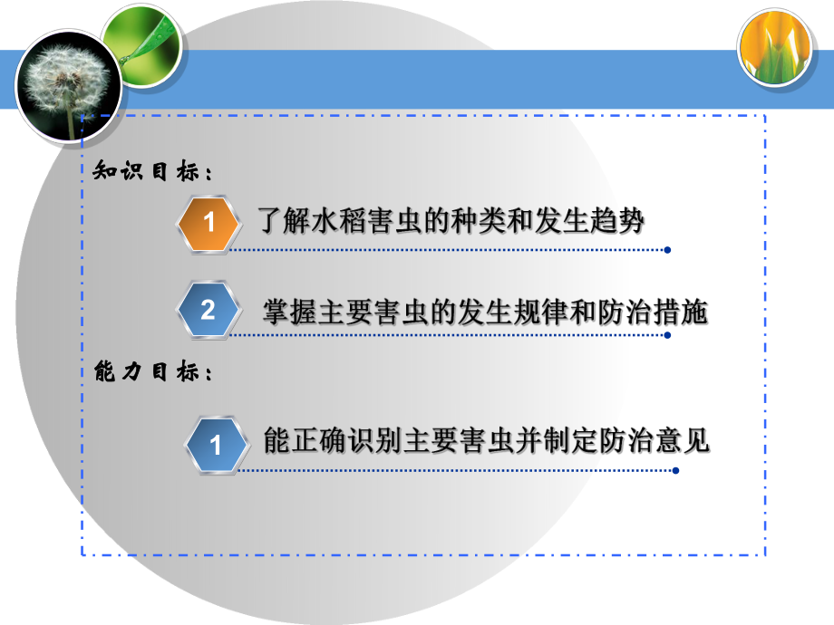 农作物害虫 水稻害虫螟虫类课件.ppt_第2页