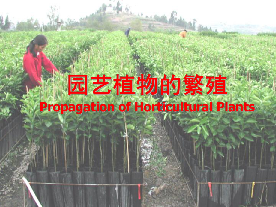 园艺植物繁殖课件.ppt_第1页