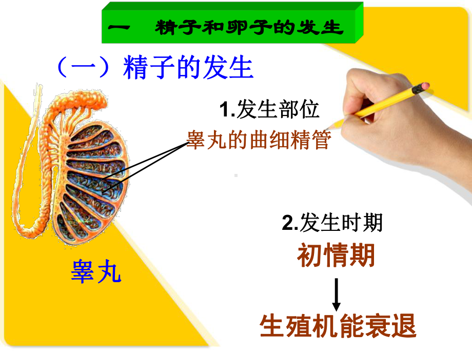 人教版生物选修三体内受精早期胚胎发育课件.ppt_第3页