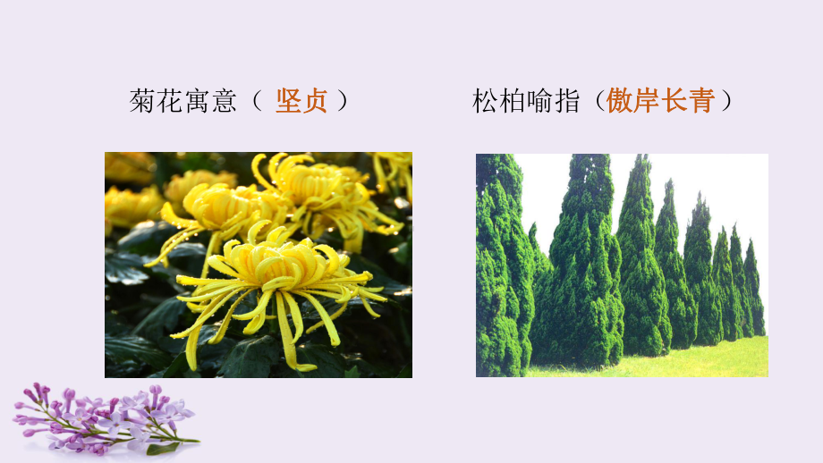 《丁香结》教学讲解课件.ppt_第2页