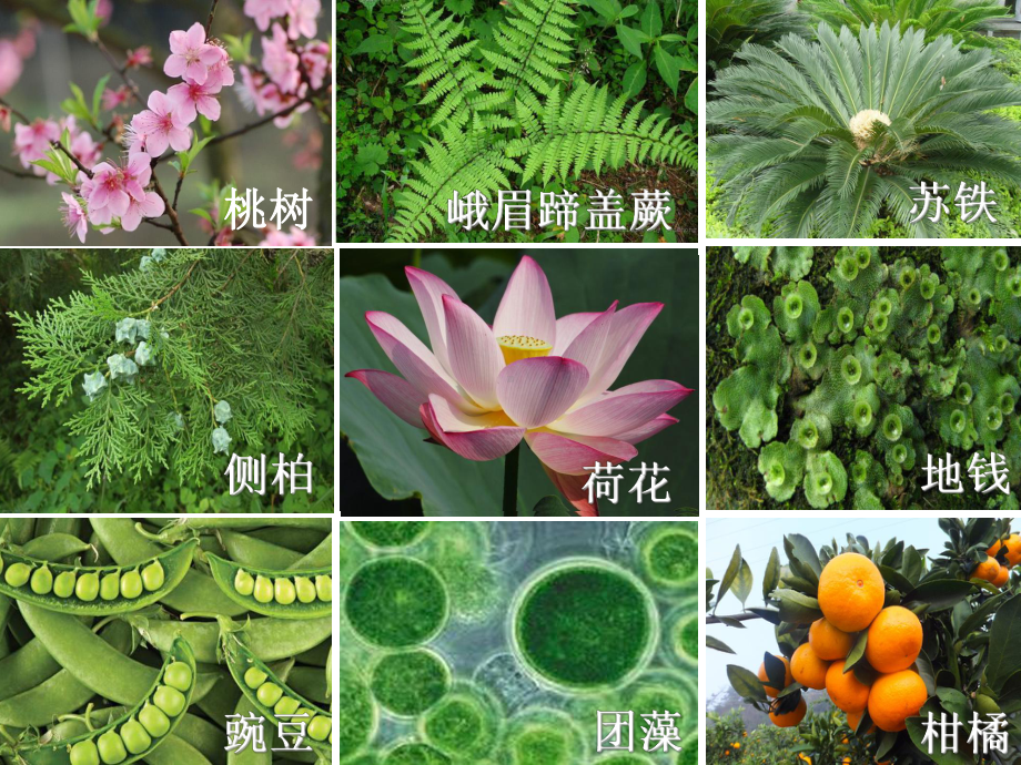 25 常见的植物课件(浙教版七年级上).ppt_第2页