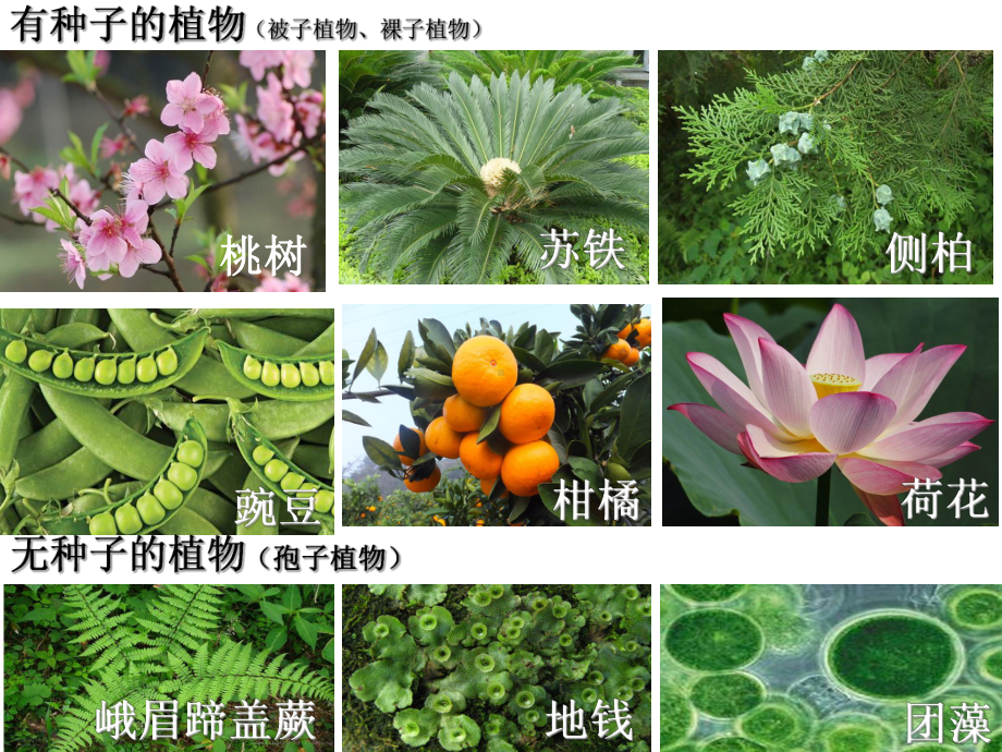 25 常见的植物课件(浙教版七年级上).ppt_第3页