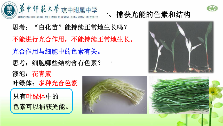 光合作用与能量转化教学课件.pptx_第3页