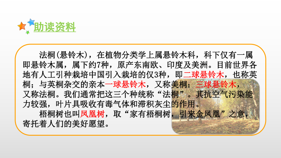 人教部编版三年级上册语文课件：5铺满金色巴掌的水泥道.pptx_第2页