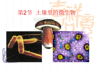 5132 土壤里的微生物课件 .ppt