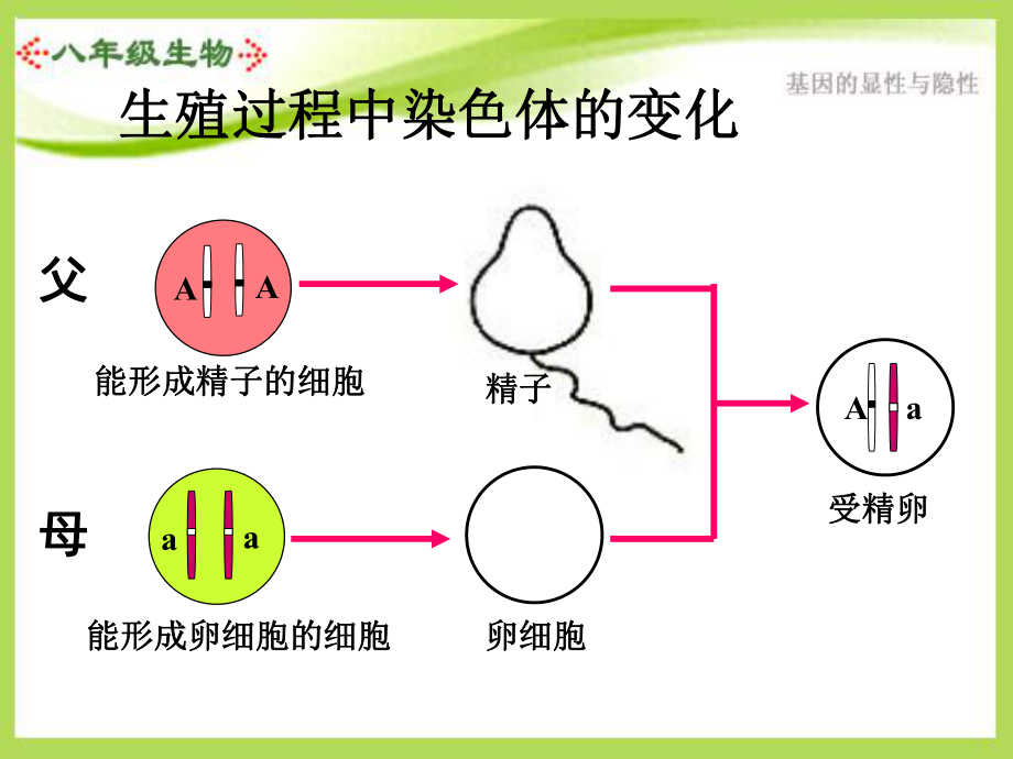 人教版八(下)第七单元第二章第三节基因的显性和隐性课件.ppt_第2页