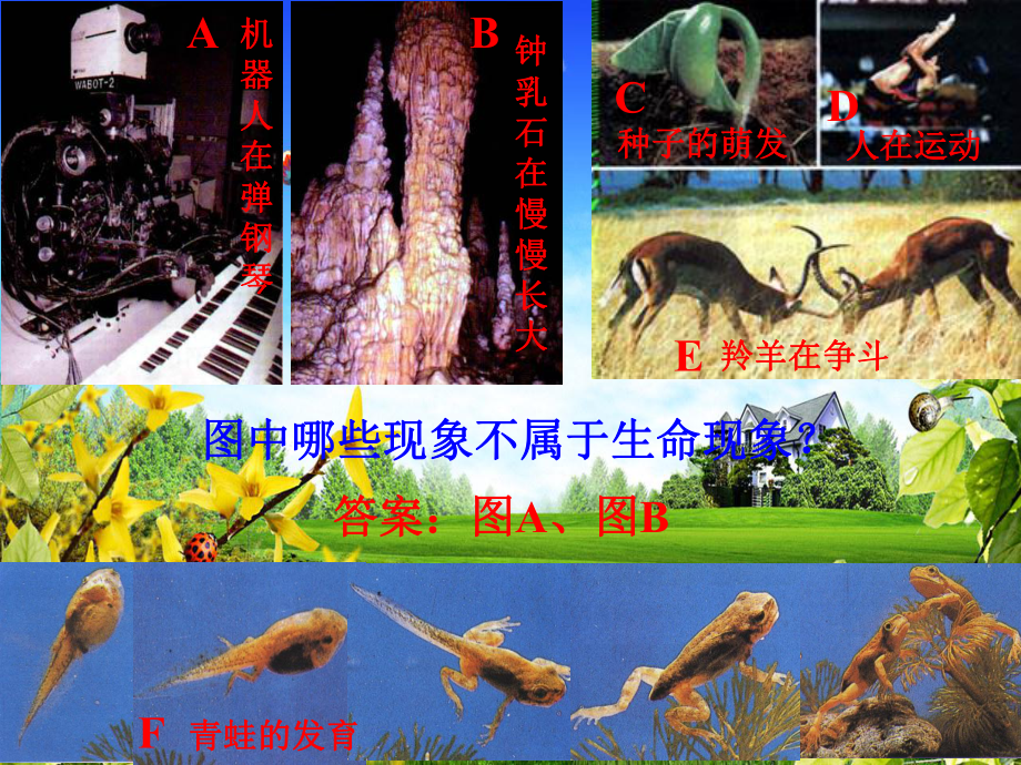 人教版生物七年级上册《生物与环境的关系》课件.ppt_第1页