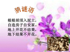 《落花生》教学讲解课件 .ppt