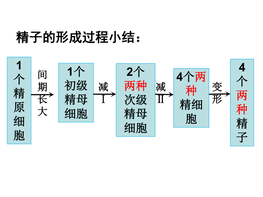 减数分裂和产生配子种类课件.ppt_第3页