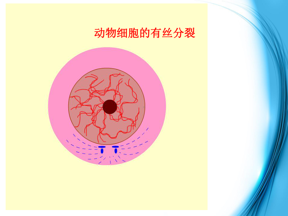 人教版高中生物必修2第二章第一节减数分裂和受精作用课件.ppt_第3页