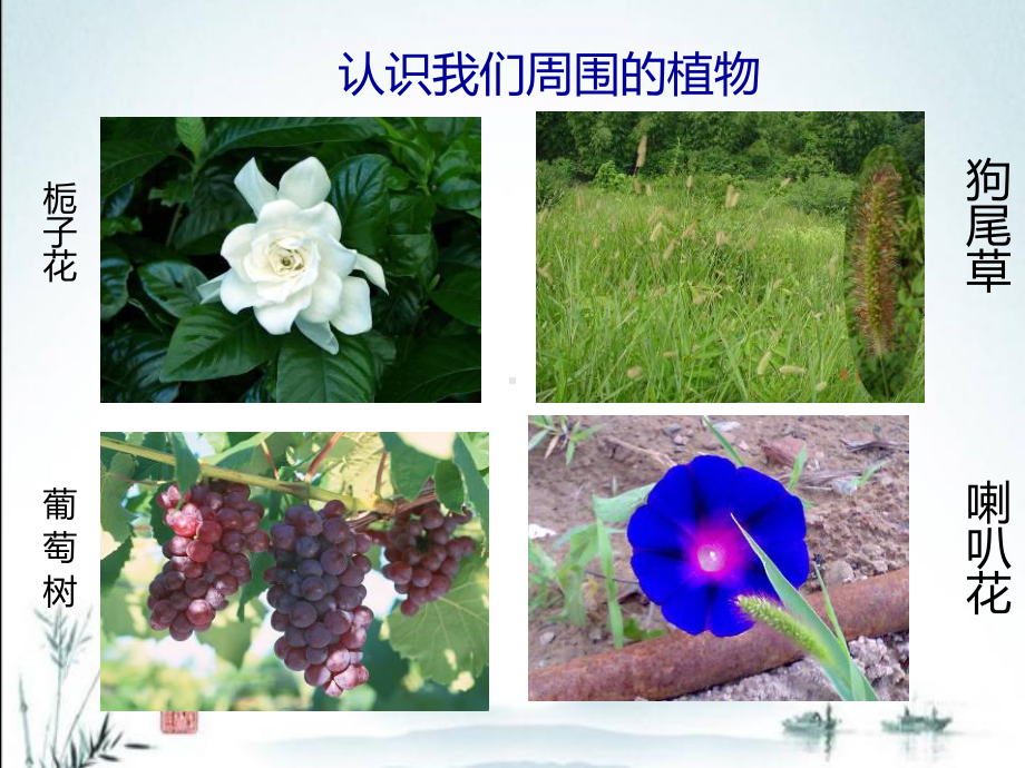 冀教版小学一年级上册科学4身边的植物课件.ppt_第3页