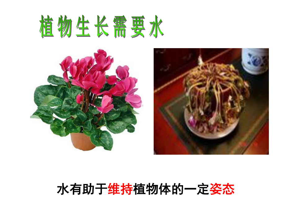 53 植物生长需要水和无机盐课件 (新版)(苏教版七年级上册).ppt_第3页