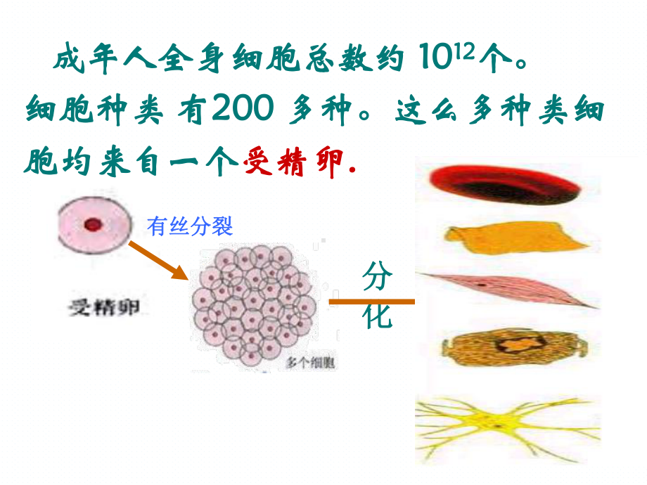 人教版高中生物必修一第六章第二节《细胞的分化》课件.ppt_第3页