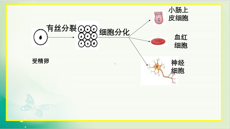 人教教材《细胞的分化》1课件.pptx_第3页