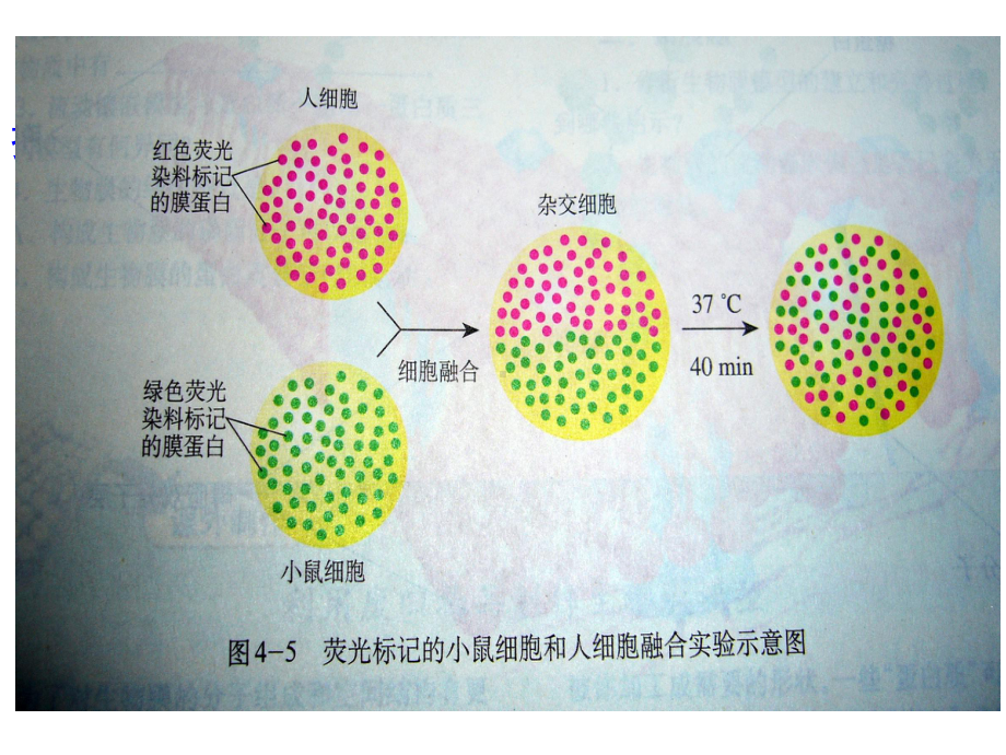 21 植物细胞工程课件.pptx_第2页