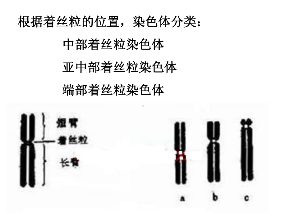 21 减数分裂和受精作用课件.ppt_第1页